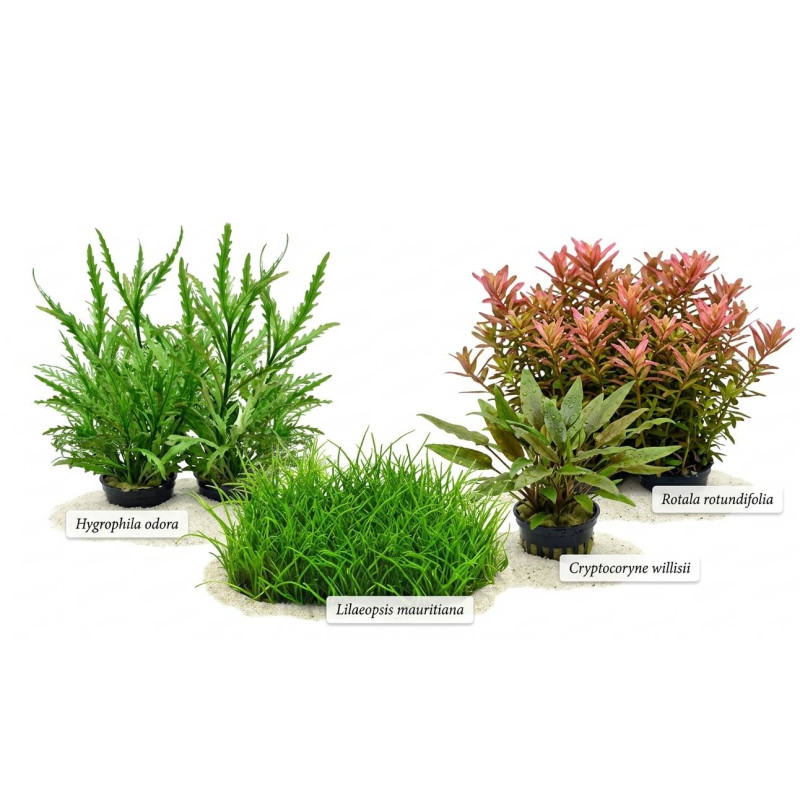 Pack plantas fácil manutenção (B. caroliniana + E. Bleherae + C. wendtii Green + H. siamensis)