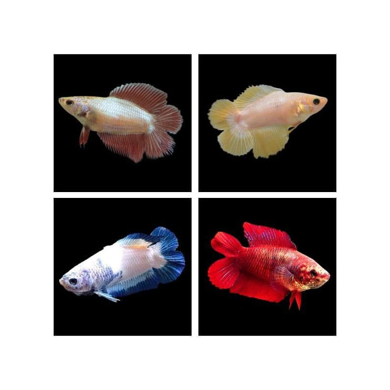 Betta Double Tail  Female - Betta splendens