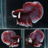 Betta Halfmoon Big Ears