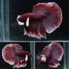 Betta Halfmoon Big Ears