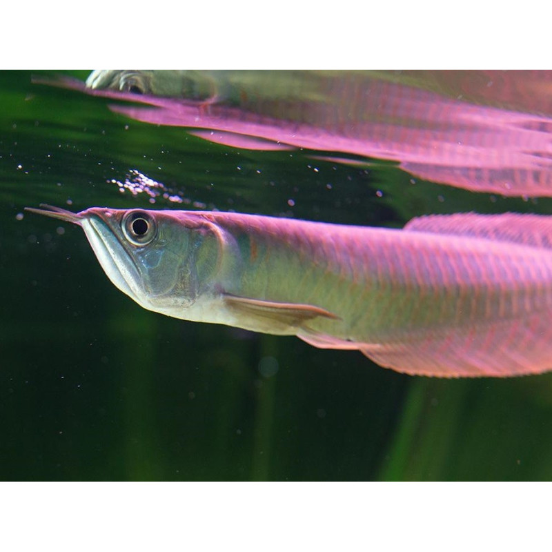 Silver Arowana - Osteoglossum bicirrhosum