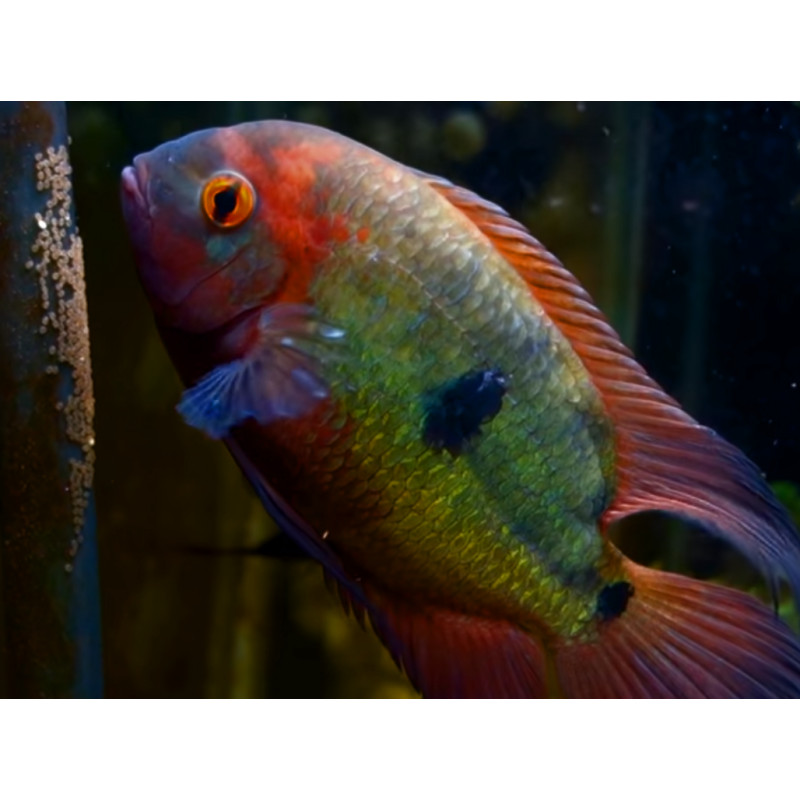 Cíclidos chocolate 8-10cm - Hypselacara temporalis