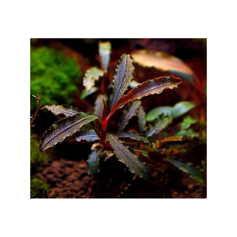 Bucephalandra sp. Godzilla rojo