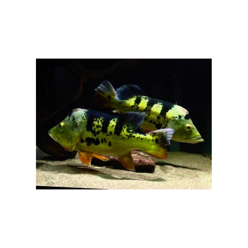 Peacock Bass Peacock Bass - Cichla monoculus