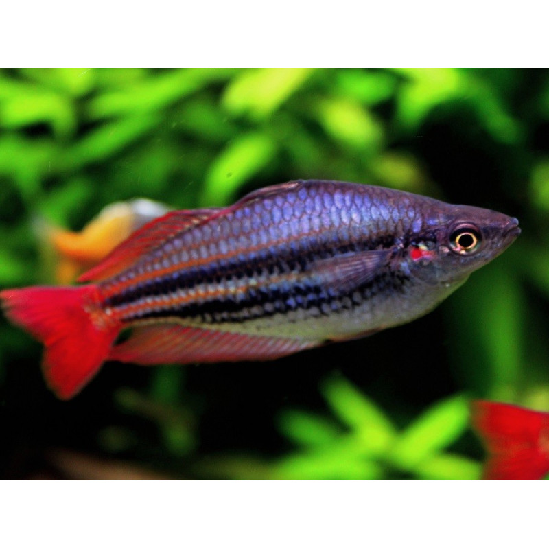 Arco iris occidental - Melanotaenia australis