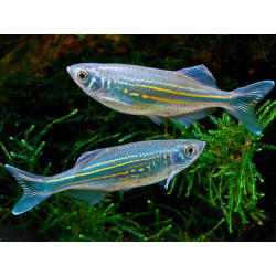 Danio Gigante - Devario malabaricus 4-5 cm Danio Gigante - Devario malabaricus 4-5 cm