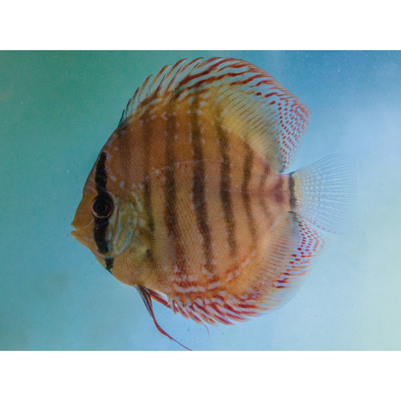 Discus Royal Blue 6-7,5