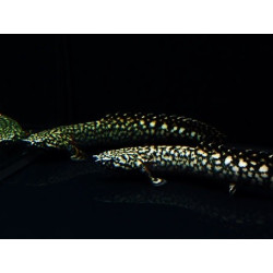 Ornate Bichir - Polypterus ornatipinnis Ornate Bichir - Polypterus ornatipinnis