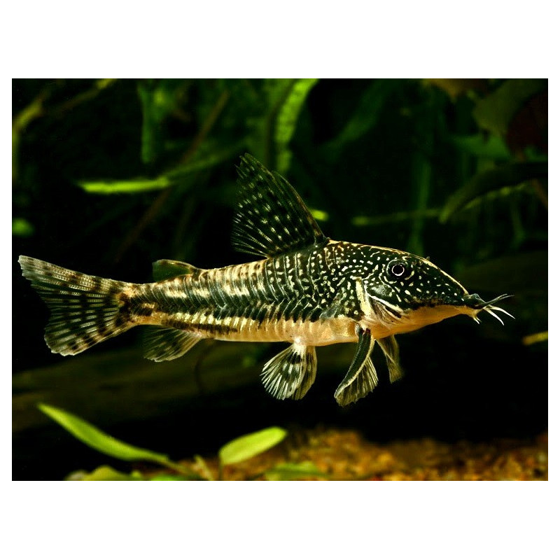 Banded 'Cory' - Scleromystax barbatus