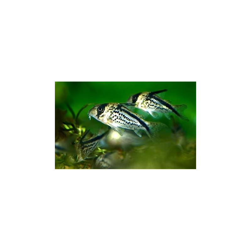 Corydoras loxozonus