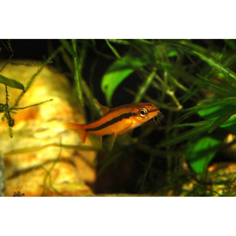 Yunnanilus sp. 'rosado'