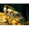 Neolamprologus brevis