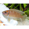 Neolamprologus brevis