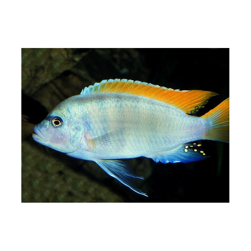 Maylandia greshakei - Red Top Ice Blue Zebra