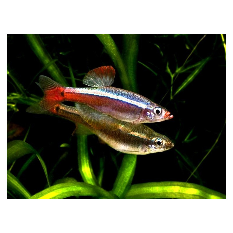 Tanichthys Albonubes - Falso Néon Tanichthys Albonubes - Falso Néon