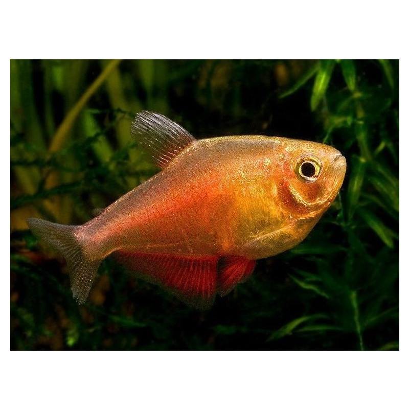 Tetra Flame Orange - Hyphessobrycon flammeus