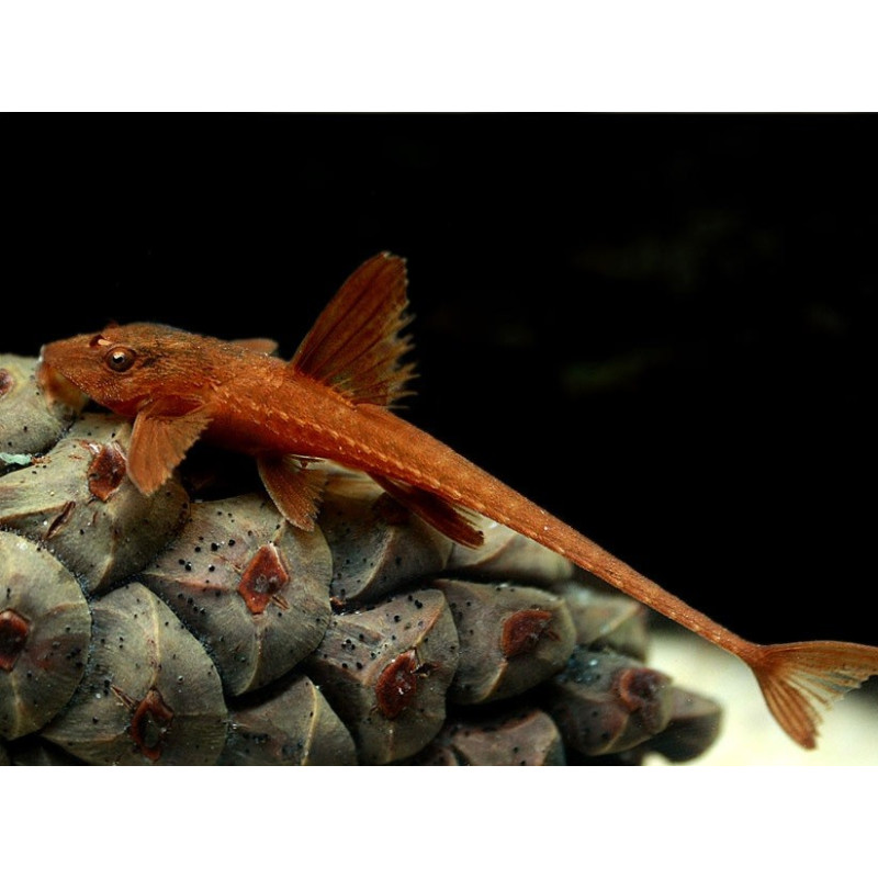 Rineloricaria sp. Red - Red Lizard Catfish