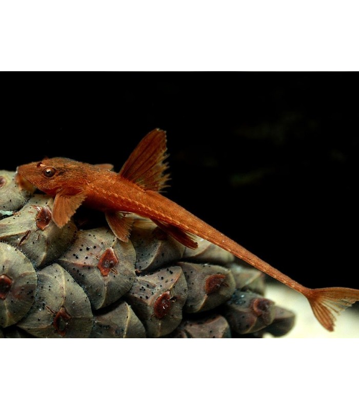 Rineloricaria sp. Red - Red Lizard Catfish