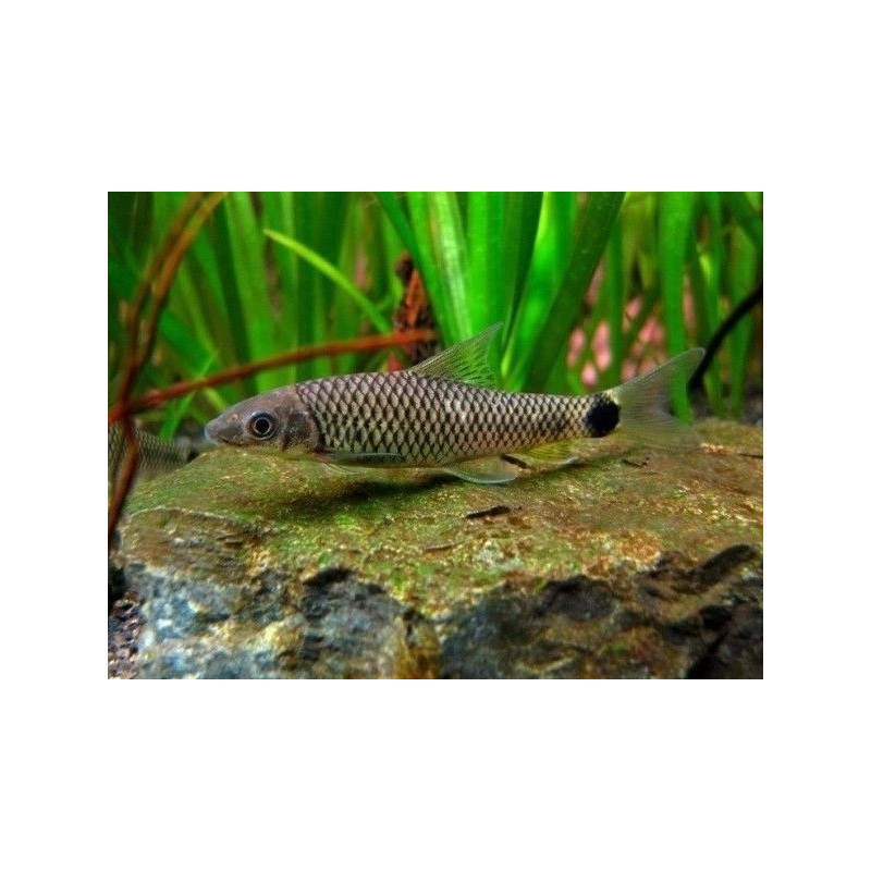 Comedor Algas Reticualtus - Crossocheilus reticulatus S