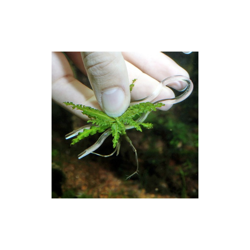 JBL ProScape Plantis