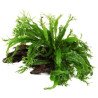 Microsorum pteropus Windelov on wood - Tropica
