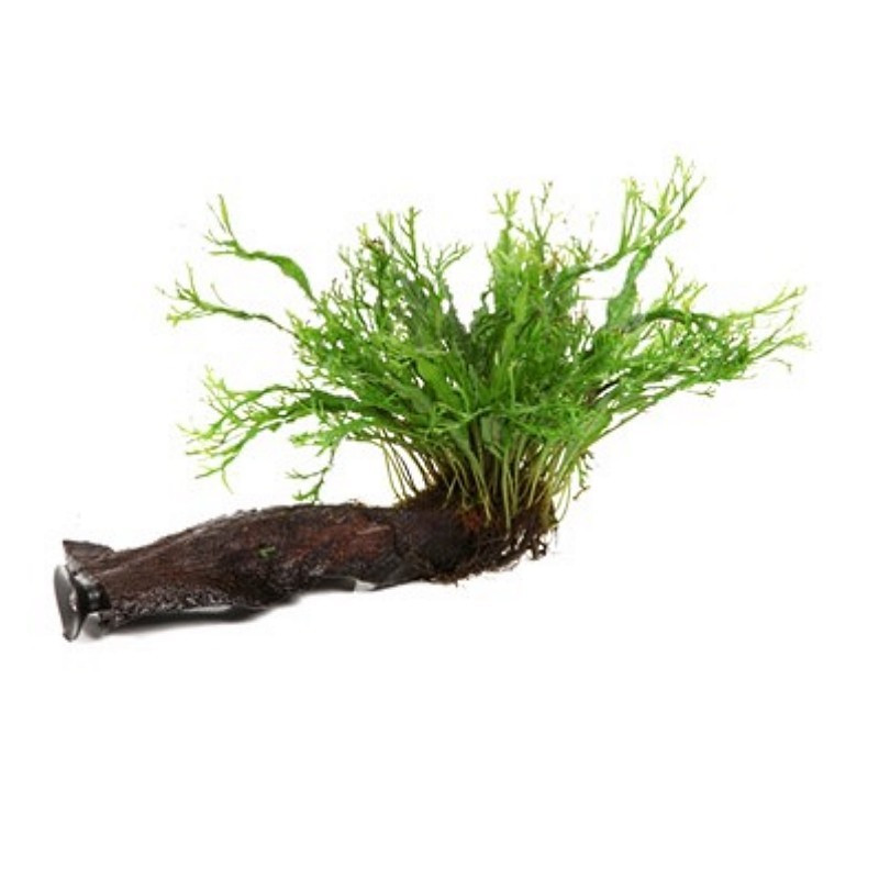 Microsorum pteropus Windelov on wood com ventosa - Tropica