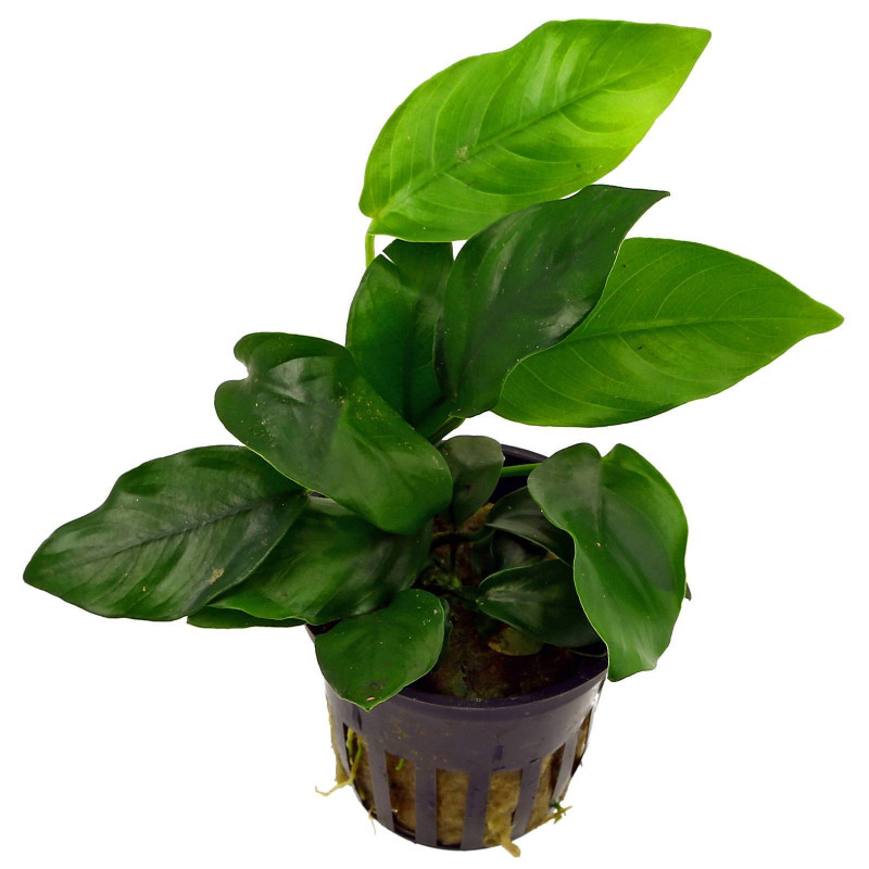 Anubias barteri var. barteri - Tropica