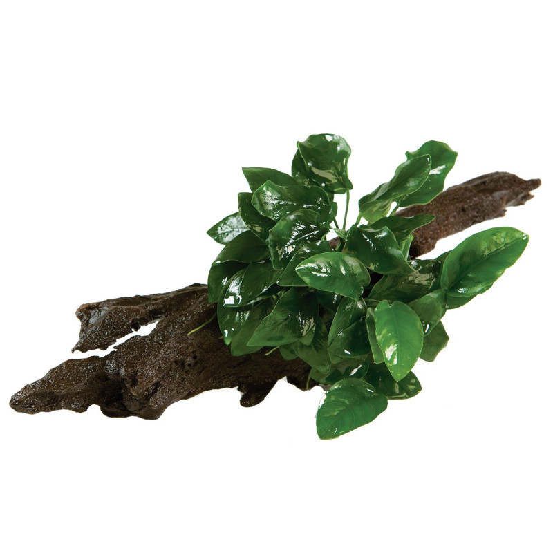 Anubias barteri var. nana on wood - Tropica