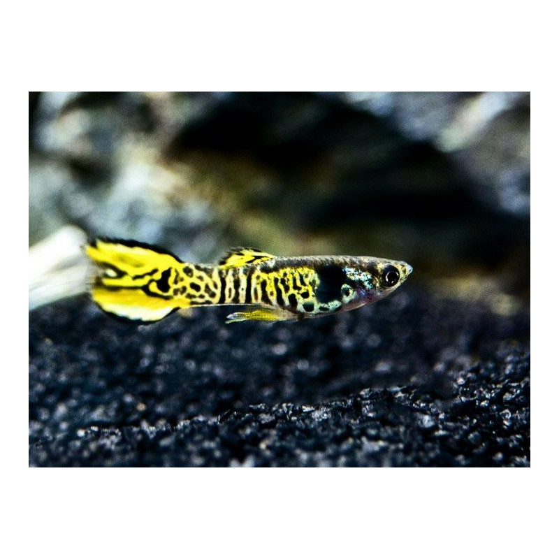 Guppy Endler Tiger M/F - Poecilia wingei