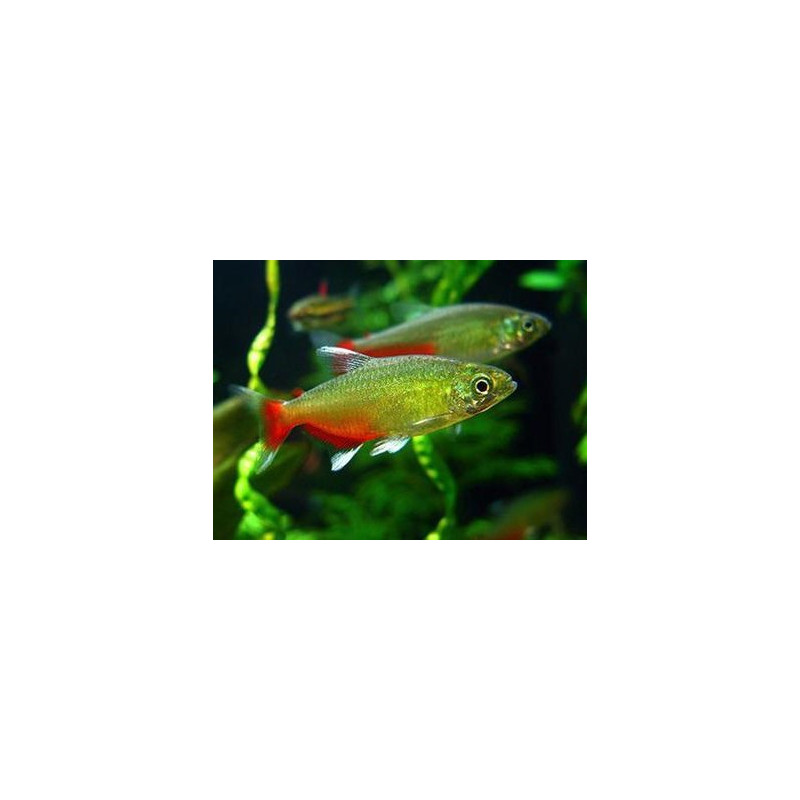 Tetra Green Fire - Aphyocharax rathbuni