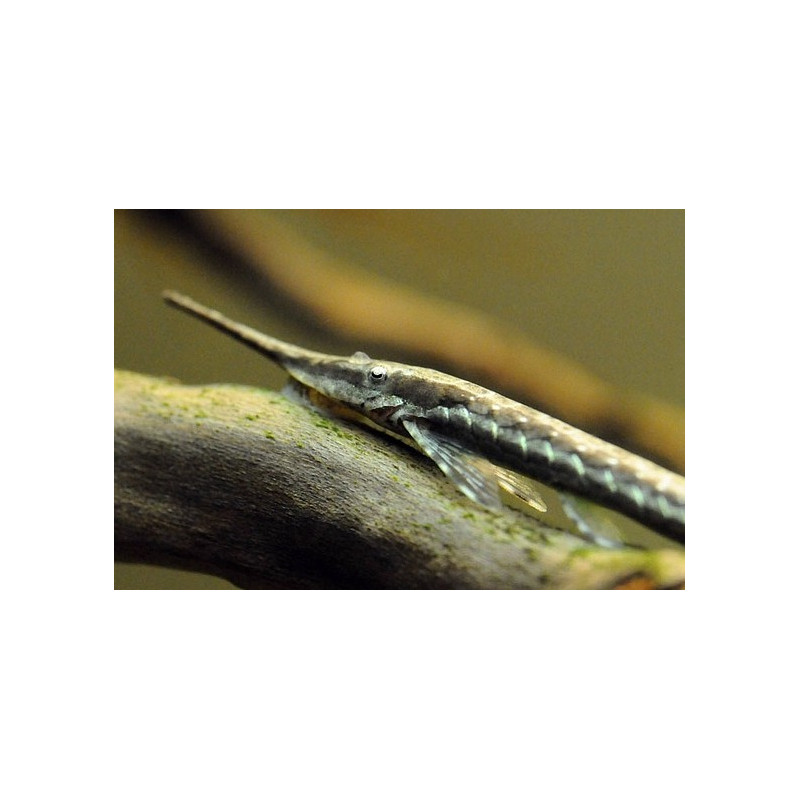 Farlowella acus