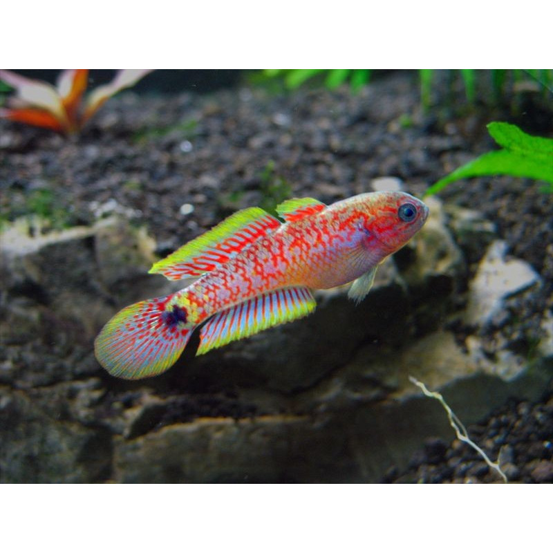 Góbio Pavão - Tateurndina ocellicauda