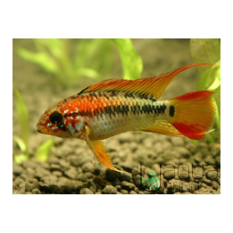 Apistogramma viejita II