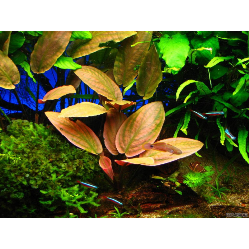 Lagenandra meeboldii 'Pink' Lagenandra meeboldii 'Pink'