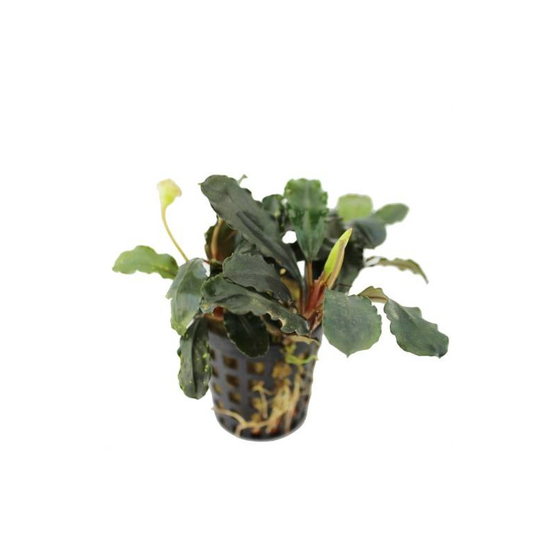 Bucephalandra sp. 'Theia'