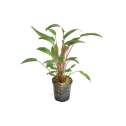 Cryptocoryne walkeri Cryptocoryne walkeri
