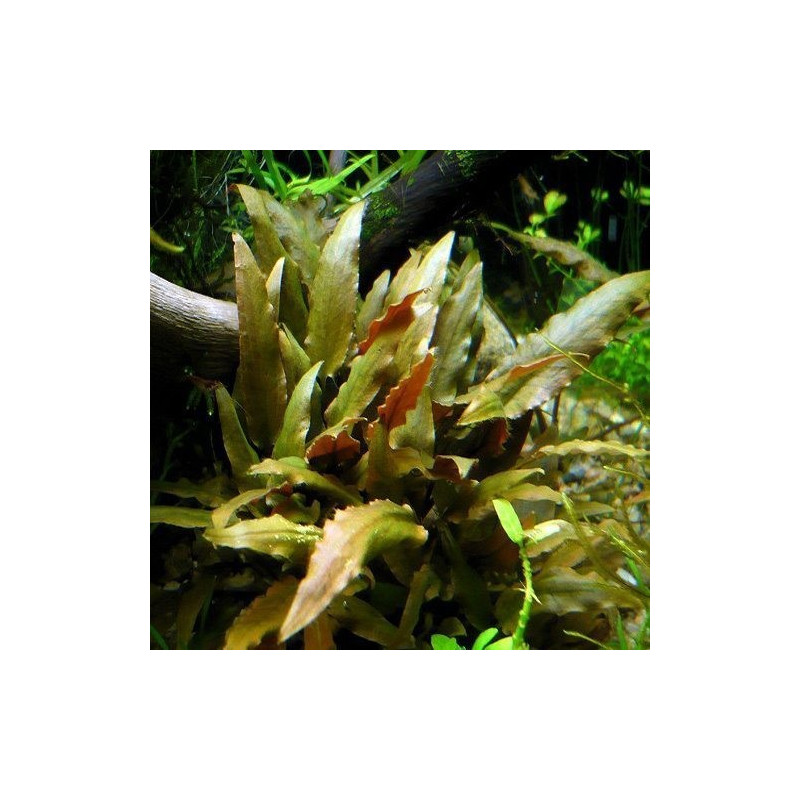 Cryptocoryne walkeri