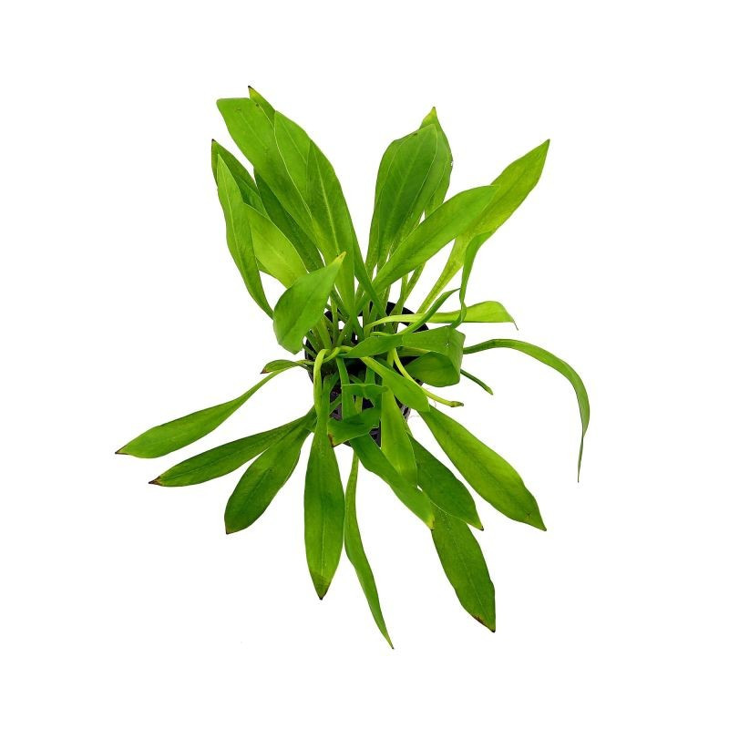 Echinodorus quadricostatus var. Magdalenensis