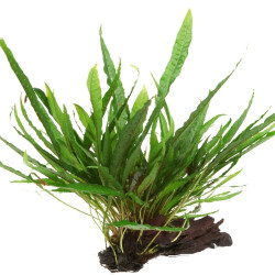 Microsorum pteropus on wood - Tropica Microsorum pteropus on wood - Tropica