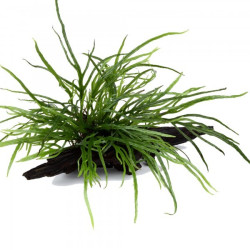 Microsorum pteropus 'Trident' on wood - Tropica Microsorum pteropus 'Trident' on wood - Tropica