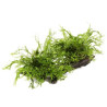 Microsorum pteropus Windelov on wood Large - Tropica