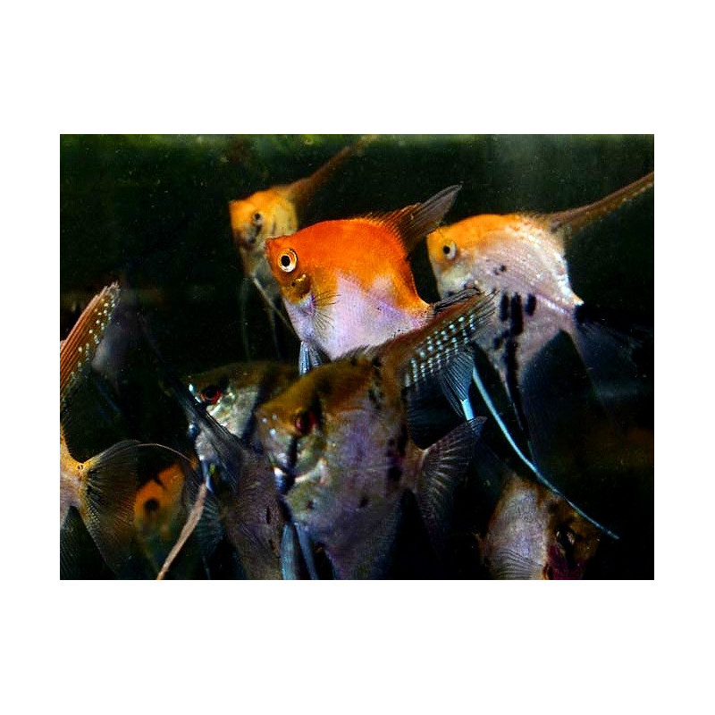 Surtido escalar M - Pterophyllum scalare