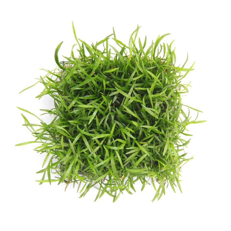 Lilaeopsis brasiliensis Pad 9x9 cm