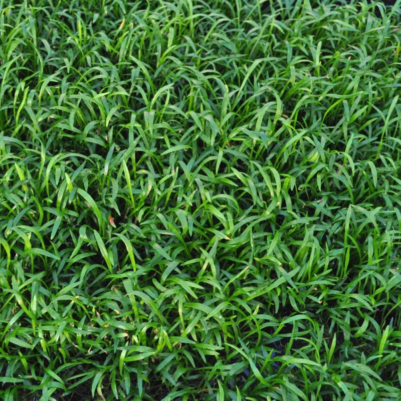 Lilaeopsis brasiliensis Pad 9x9 cm