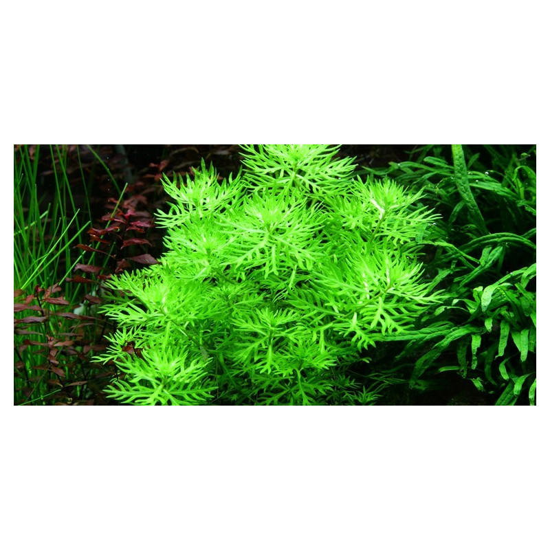 Hottonia palustris Dennerle