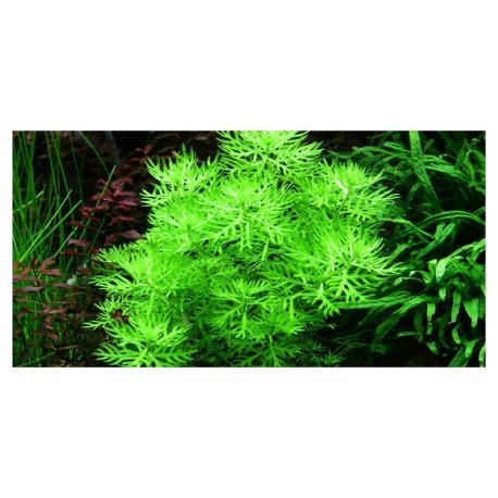 Hottonia palustris Dennerle