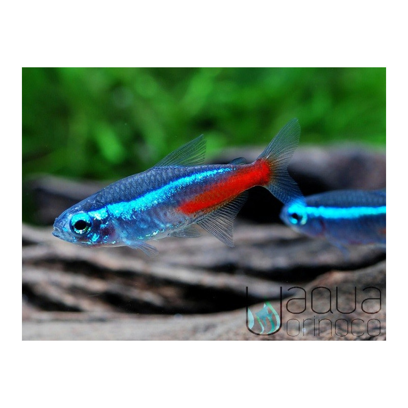 50x Neon Tetra - Paracheirodon innesi