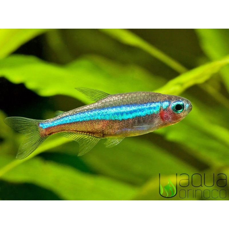 25x Tetra Neon Verde - P. simulans