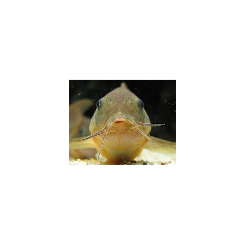 5x Corydoras Aeneus
