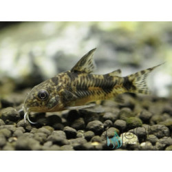 5x Corydoras paleatus 5x Corydoras paleatus